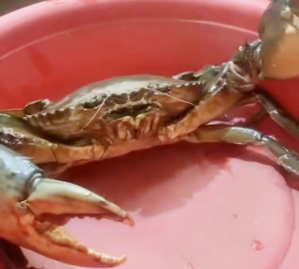 Anh nông dân ở Sóc Trăng bắt được con cua khủng -1