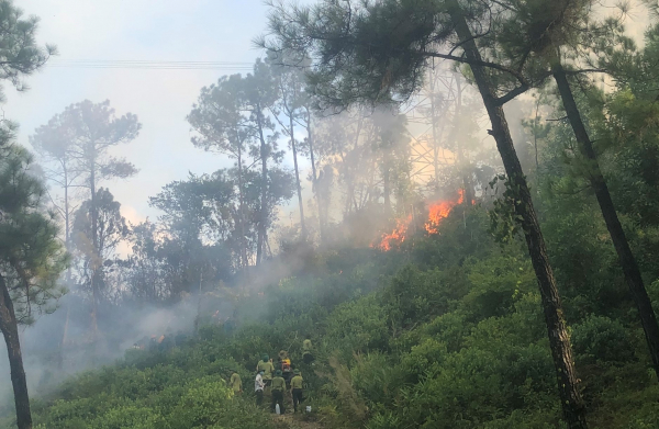 Khống chế vụ cháy rừng thông ở Thừa Thiên-Huế  -0