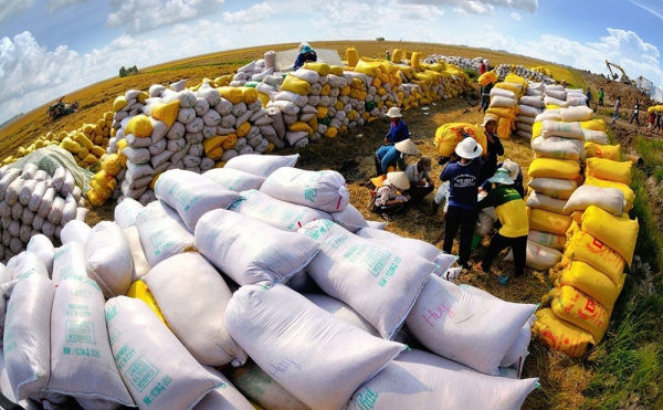 Nhiều nước cấm xuất khẩu, cơ hội tốt cho lúa gạo Việt -0