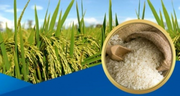 Thủ tướng chỉ thị đảm bảo an ninh lương thực, thúc đẩy sản xuất, xuất khẩu gạo bền vững -0