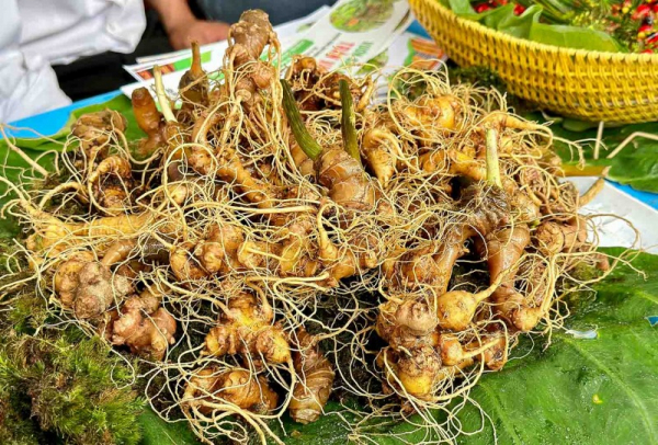 Ngoc Linh ginseng brings much profit to people in Quang Nam -0