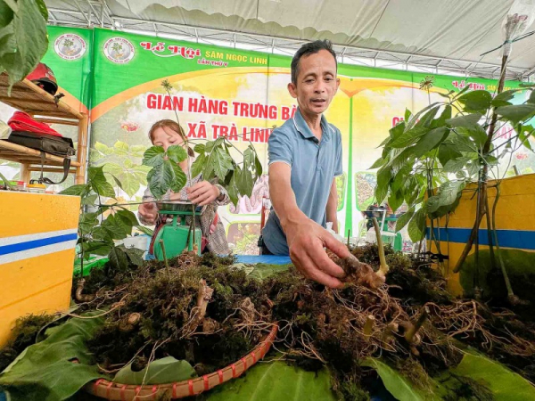Ngoc Linh ginseng brings much profit to people in Quang Nam -0
