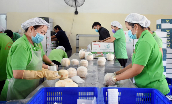 Vietnamese natural fresh dehusked coconuts get green light to enter US market -0