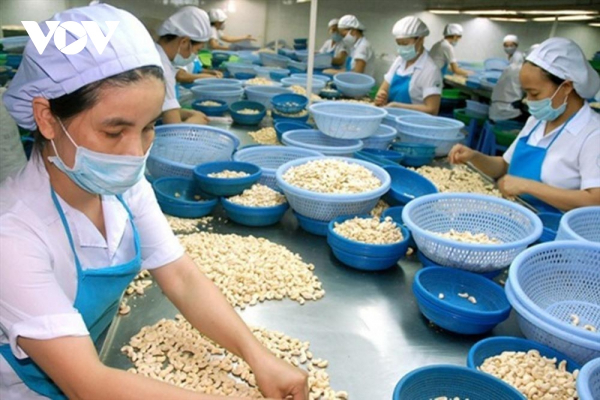 Cashew nut exports projected to enjoy robust growth in subsequent months -0