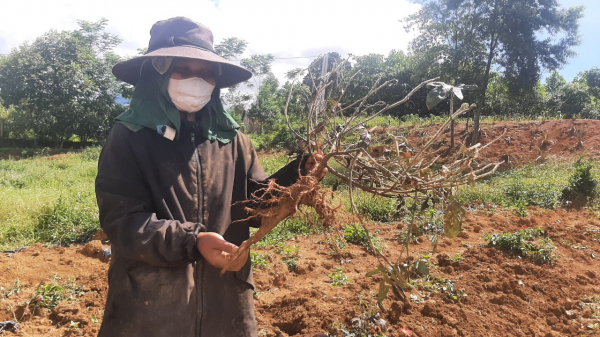 Làm rõ nguyên nhân cây sâm dược liệu ở Thừa Thiên-Huế chết hàng loạt -0