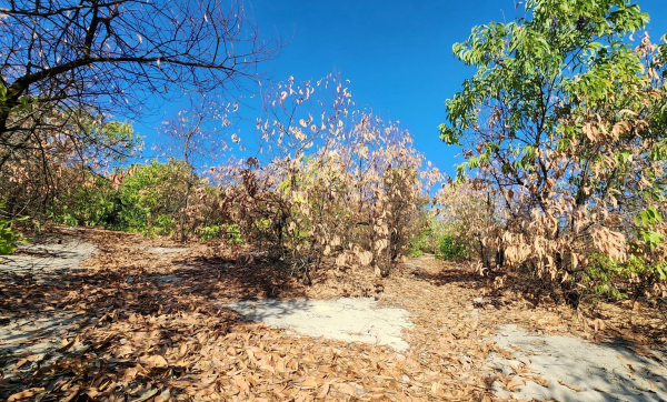 Nhiều diện tích rừng phòng hộ ven biển ở Huế chết khô giữa nắng hạn -0