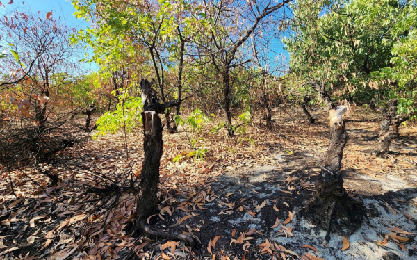 Nhiều diện tích rừng phòng hộ ven biển ở Huế chết khô giữa nắng hạn -0