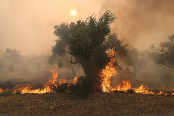 Phát hiện 18 thi thể cháy rụi vì hỏa hoạn ở Hy Lạp  -0