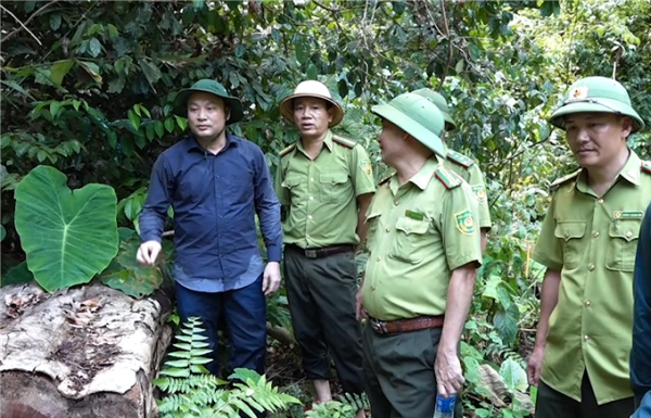 Làm rõ vụ phá rừng trái phép tại huyện Như Xuân, Thanh Hóa -0