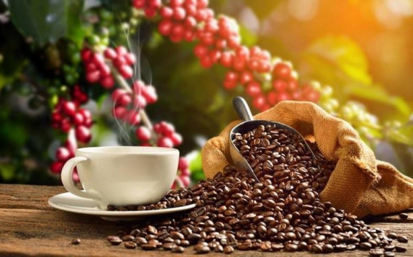Xuất khẩu cà phê có thể đạt 4 tỷ USD -0