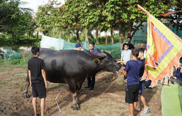 “Ông trâu” nặng 1,3 tấn lớn nhất từ trước đến nay tham dự Lễ hội chọi trâu Đồ Sơn -0