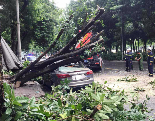 Hà Nội: Cây cổ thụ bật gốc đè ô tô con sập nóc -0