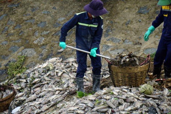 Cơ quan chức năng vào cuộc làm rõ hàng tấn cá chết bất thường nổi kín kênh Đa Cô và một số hồ lân cận -0