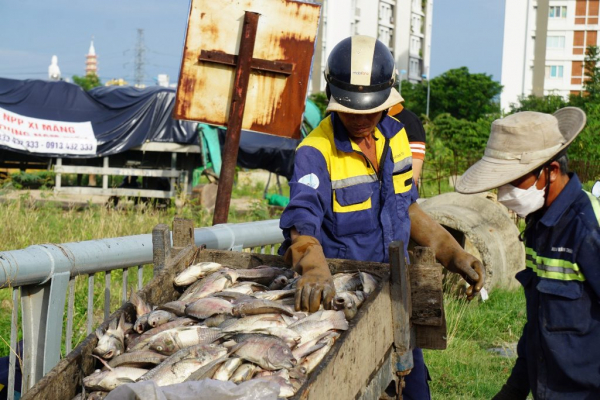 Cơ quan chức năng vào cuộc làm rõ hàng tấn cá chết bất thường nổi kín kênh Đa Cô và một số hồ lân cận -4