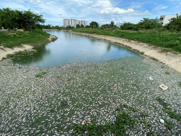 Cơ quan chức năng vào cuộc làm rõ hàng tấn cá chết bất thường nổi kín kênh Đa Cô và một số hồ lân cận -2