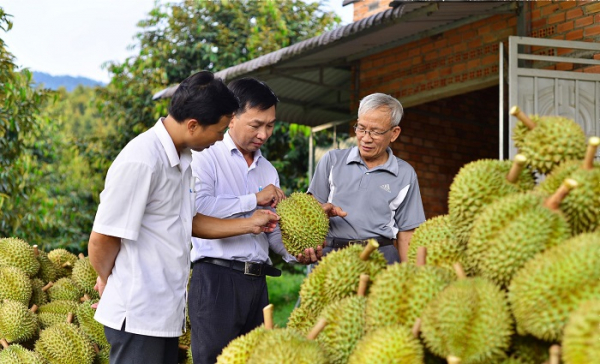 Thương nhân ồ ạt thu mua, diện tích sầu riêng ở Lâm Đồng tăng trưởng nóng -0