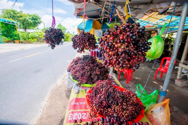 Mùa săn nho rừng chín -0