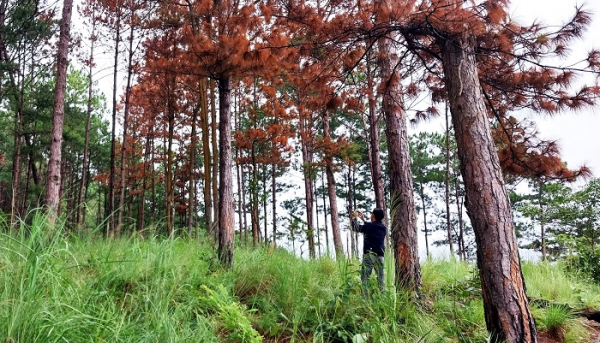 Tỉnh Lâm Đồng chỉ đạo làm rõ vụ phá rừng báo CAND phản ánh -0