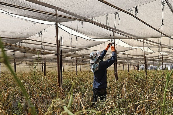 15 tu nghiệp sinh Việt Nam ở gần Dải Gaza đã được di chuyển đến nơi an toàn -0