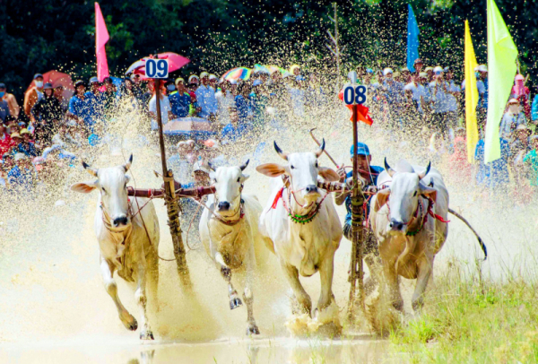 Ox racing festival in An Giang attracts huge crowd -0