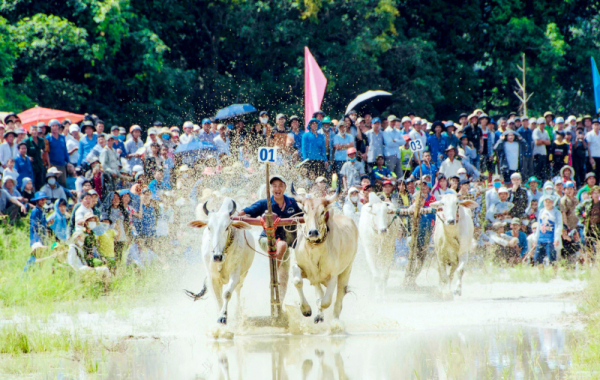 Ox racing festival in An Giang attracts huge crowd -0