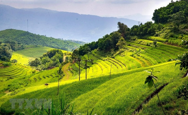 Peaceful charm of Mien Doi terraced rice fields  -4