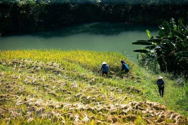 Peaceful charm of Mien Doi terraced rice fields  -6