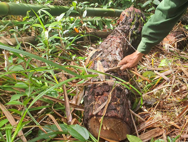 Nhiều cây thông 20 năm tuổi ở rừng đặc dụng Huế bị đốn hạ trơ gốc -1