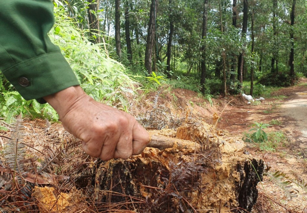 Nhiều cây thông 20 năm tuổi ở rừng đặc dụng Huế bị đốn hạ trơ gốc -0