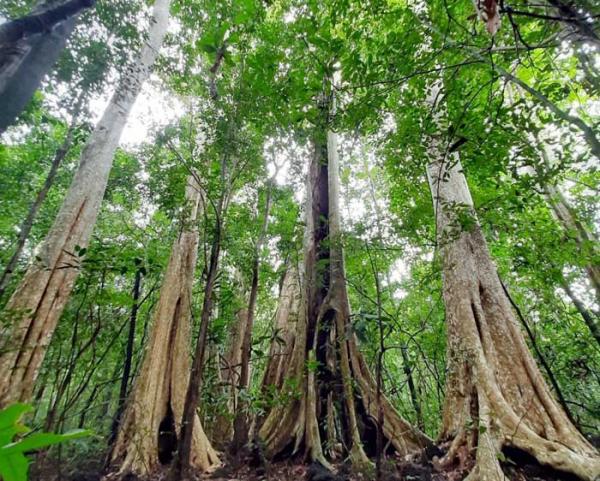 Phát triển rừng bền vững chưa được đầu tư xứng tầm -0