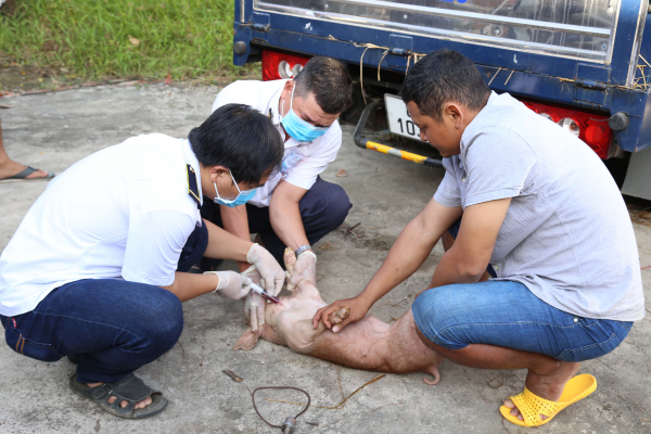 Bắt quả tang vụ vận chuyển 173 con lợn giống không rõ nguồn gốc -0