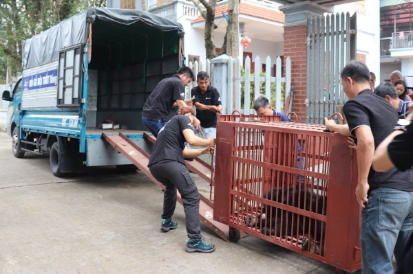 Cứu hộ cá thể gấu ngựa nặng gần 160kg tại huyện Mê Linh -0