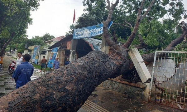 Vào rừng hái lan, 3 người bị cây ngã đè tử vong -0