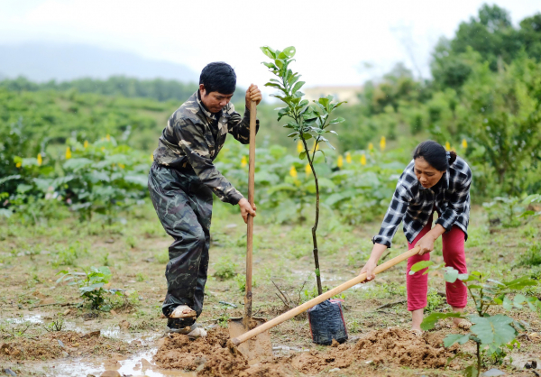 Đoàn Thanh niên Agribank Tây Nam Bộ tặng cây giống cho người dân huyện Đông Giang (Quảng Nam) -2