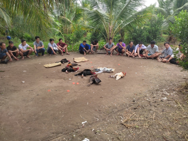 16 người tụ tập đá gà ăn thua bằng tiền trong vườn dừa -0
