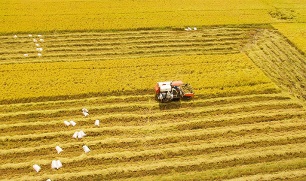Trồng 1 triệu ha lúa phát thải thấp, nông dân có thêm 16.000 tỉ đồng -0