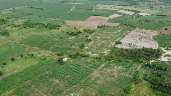 Gần 100ha đất Dự án sân bay Long Thành bị chiếm dụng để trồng sắn -0