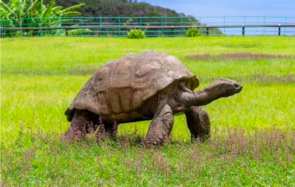 Cụ rùa sống lâu nhất thế giới -0