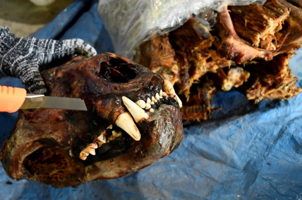 Đà Nẵng tiêu hủy gần 10 tấn động vật hoang dã buôn lậu từ châu Phi về Việt Nam -2
