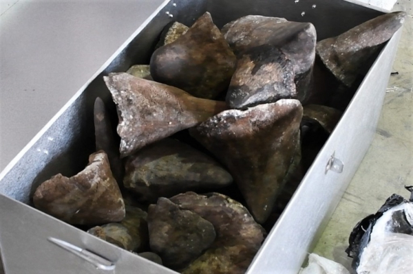 Đà Nẵng tiêu hủy gần 10 tấn động vật hoang dã buôn lậu từ châu Phi về Việt Nam trị giá 300 tỷ đồng -0