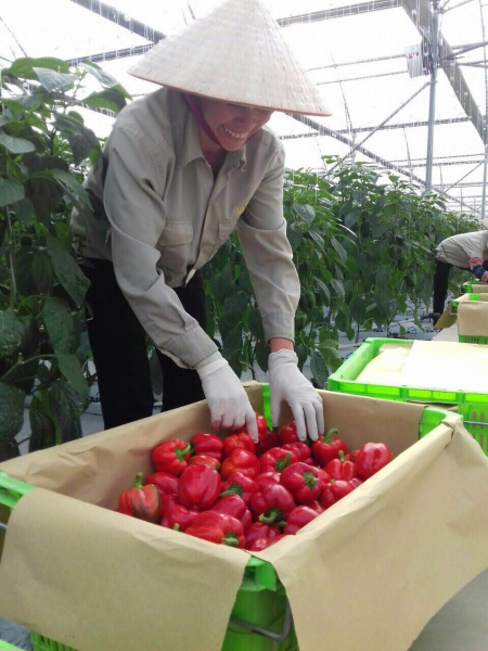 Ớt chuông đỏ từ WinEco, thêm sự lựa chọn cho bữa ăn lành mạnh -0