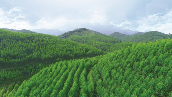 VINAFOR: Thành công “Từ trồng rừng đến sản phẩm”_CAND Tet_Trang G1 -0