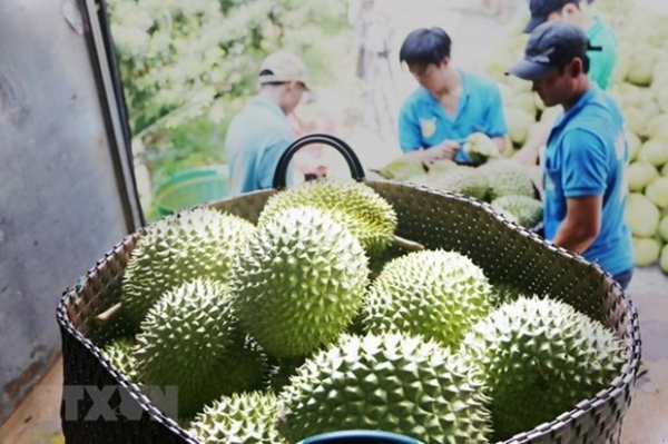 Vietnam sees opportunities to promote fruit, vegetable exports -0