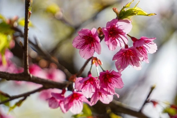 [TET] Cherry blossoms show off radiant beauty across Vietnam -0