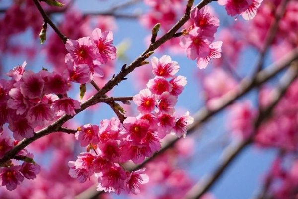 [TET] Cherry blossoms show off radiant beauty across Vietnam -1