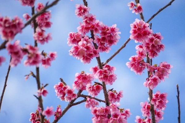 [TET] Cherry blossoms show off radiant beauty across Vietnam -2