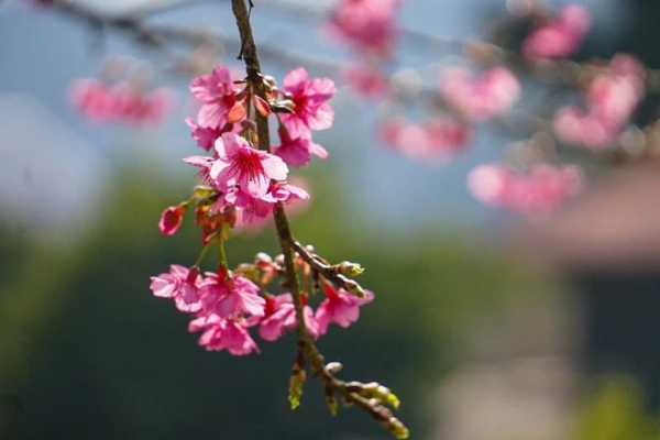 [TET] Cherry blossoms show off radiant beauty across Vietnam -3