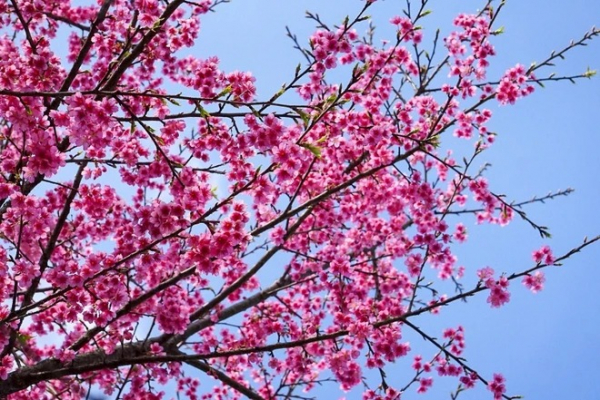 [TET] Cherry blossoms show off radiant beauty across Vietnam -4