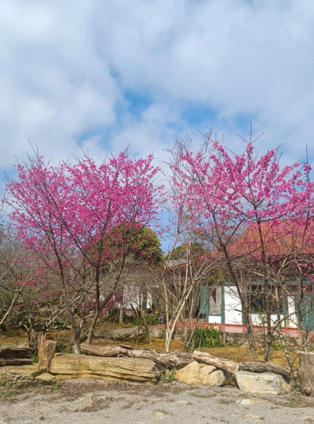 [TET] Cherry blossoms show off radiant beauty across Vietnam -5