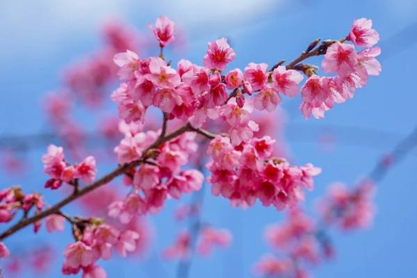 [TET] Cherry blossoms show off radiant beauty across Vietnam -6